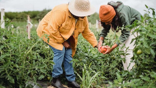 People working together in garden harvesting tomatoes.