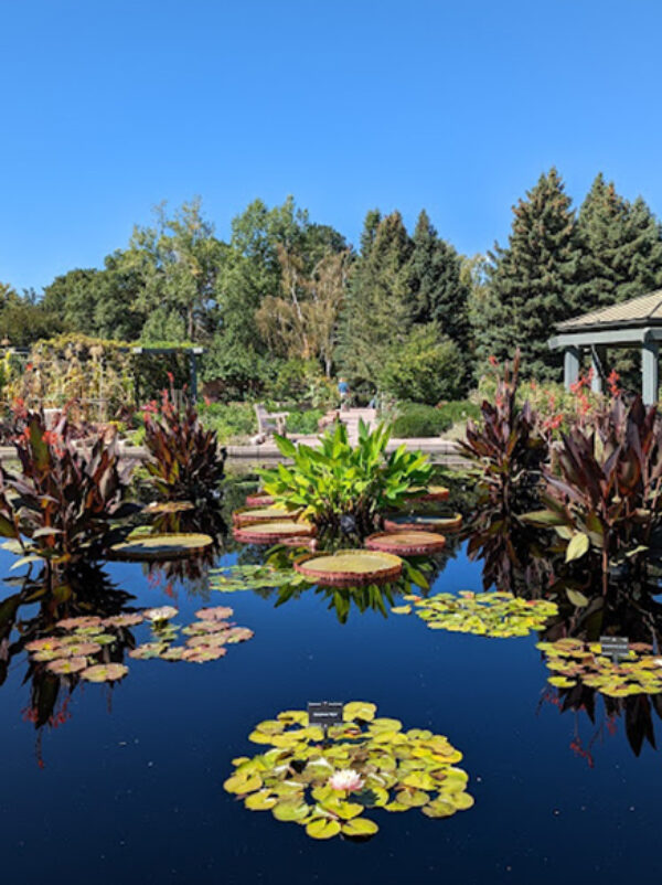 A pond surrounded by trees and a gazebo with plants.